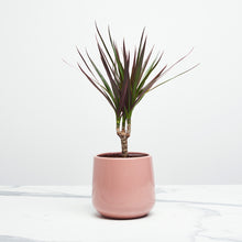 Load image into Gallery viewer, D78885
