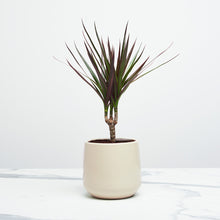 Load image into Gallery viewer, D9D9C4
