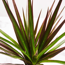 Load image into Gallery viewer, product 1
