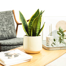 Load image into Gallery viewer, D9D9C4
