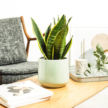 Load image into Gallery viewer, B4D2BF
