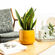 Load image into Gallery viewer, D3A752
