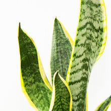 Load image into Gallery viewer, Product 3
