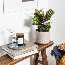 Load image into Gallery viewer, B9B7B6
