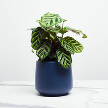 Load image into Gallery viewer, 1E2F4F
