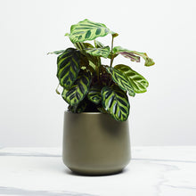 Load image into Gallery viewer, 52564E
