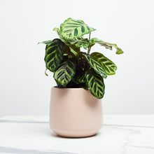 Load image into Gallery viewer, EDCCCC
