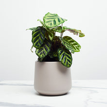 Load image into Gallery viewer, B9B7B6
