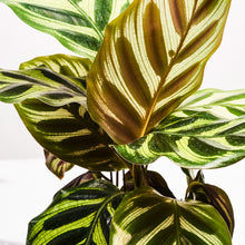 Load image into Gallery viewer, Product 4
