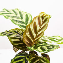 Load image into Gallery viewer, Product 4
