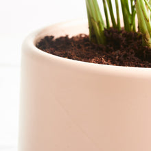 Load image into Gallery viewer, EDCCCC
