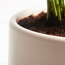 Load image into Gallery viewer, B9B7B6
