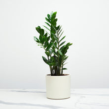 Load image into Gallery viewer, F6F0E0
