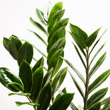 Load image into Gallery viewer, Product 5
