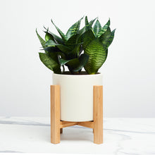 Load image into Gallery viewer, F6F0E0
