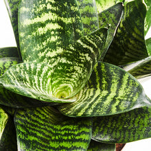 Load image into Gallery viewer, Product 6
