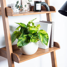 Load image into Gallery viewer, E9EBE1
