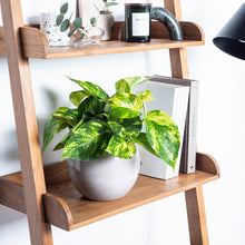 Load image into Gallery viewer, AFA6A8
