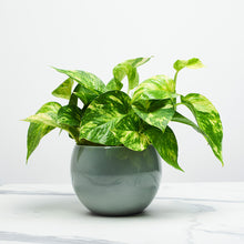 Load image into Gallery viewer, A1AFA9
