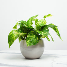 Load image into Gallery viewer, AFA6A8
