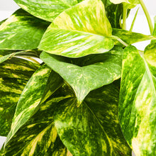 Load image into Gallery viewer, Product 7
