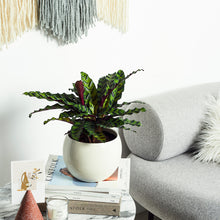 Load image into Gallery viewer, E9EBE1
