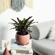 Load image into Gallery viewer, D78885
