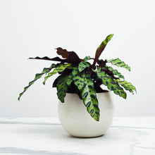 Load image into Gallery viewer, E9EBE1
