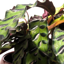 Load image into Gallery viewer, Product 8
