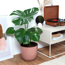 Load image into Gallery viewer, D78885
