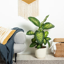 Load image into Gallery viewer, E9EBE1
