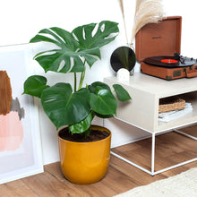 Load image into Gallery viewer, D3A752
