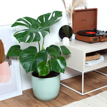 Load image into Gallery viewer, B4D2BF
