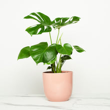 Load image into Gallery viewer, D78885
