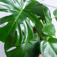 Load image into Gallery viewer, Product 9
