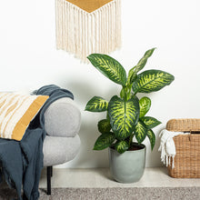 Load image into Gallery viewer, MISSING
