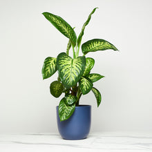 Load image into Gallery viewer, 1E2F4F
