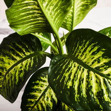 Load image into Gallery viewer, Product 10
