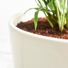 Load image into Gallery viewer, E9EBE1
